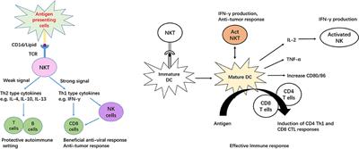 The Role of CD1d and MR1 Restricted T Cells in the Liver